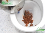 Nguyên nhân gây tắc bồn cầu