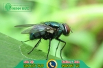 TOP 21 cách đuổi ruồi đơn giản, hiệu quả tại nhà