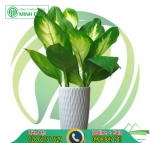 16 loại cây xanh trồng trong nhà vệ sinh giúp khử mùi, hút độc