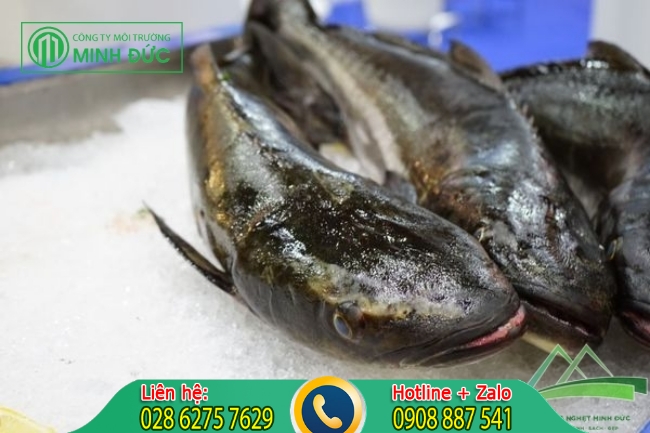 Khắc phục bồn cầu bị tr&agrave;o ngược với lươn v&agrave; c&aacute; l&oacute;c.