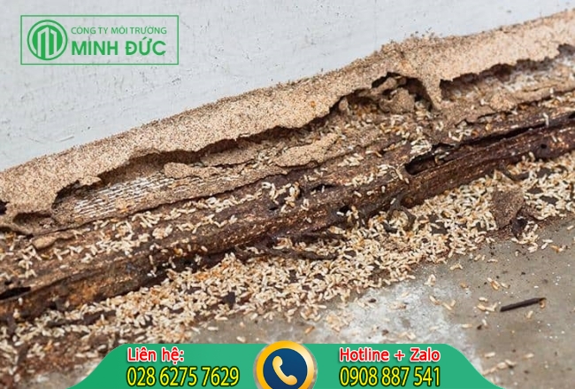 Biểu hiện cho thấy mối đang t&agrave;n ph&aacute; nh&agrave; bạn