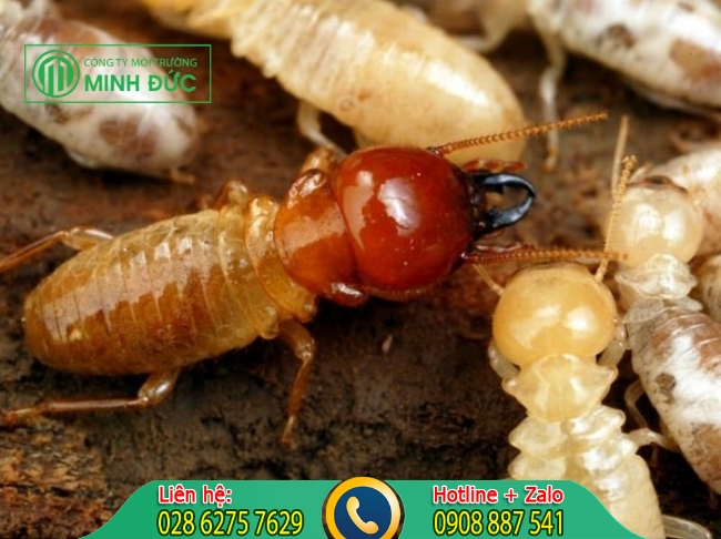 V&igrave; sao mối mọt lại xuất hiện ở trong nh&agrave;?