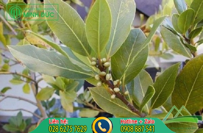 Đuổi gi&aacute;n bằng l&aacute; nguyệt quế