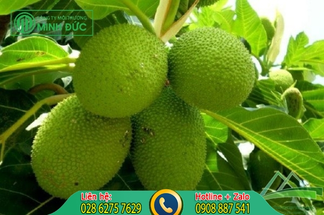 Diệt gi&aacute;n bằng quả sa k&ecirc;