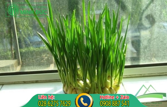 Diệt gi&aacute;n bằng l&aacute; dứa