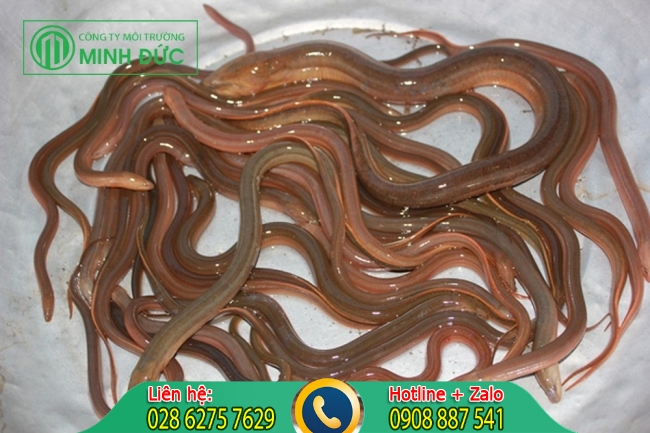 C&aacute;ch th&ocirc;ng nghẹt nh&agrave; vệ sinh bằng con lươn