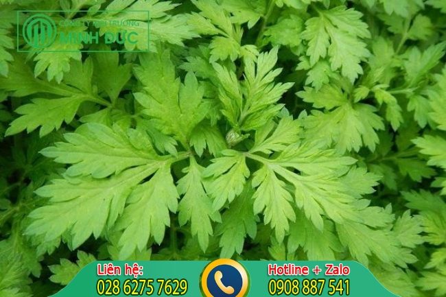 Xử lý mùi hôi hố ga tại cống thoát nước bằng cây xanh