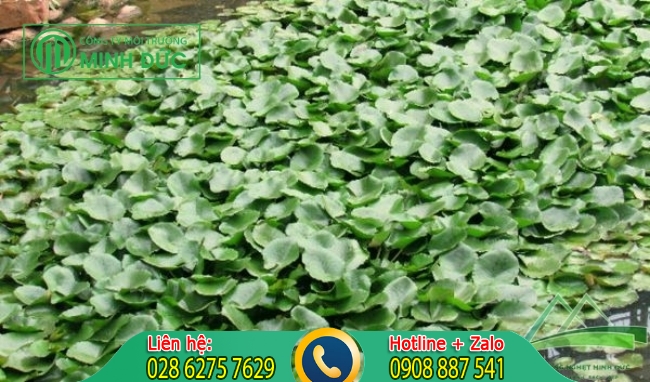 Xử l&yacute; nước thải chăn nu&ocirc;i với thực vật