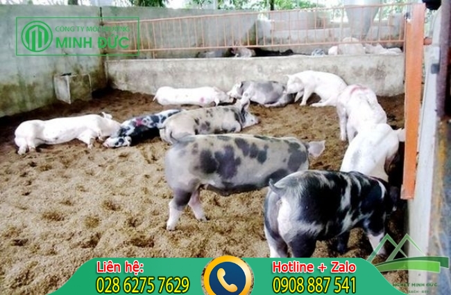 Xử l&yacute; nước thải chăn nu&ocirc;i với biện ph&aacute;p đệm l&oacute;t sinh học